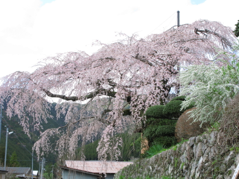 0330sakura1.jpg