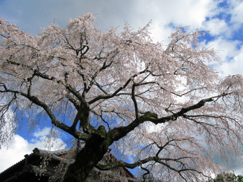 0330sakura2.jpg
