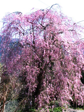 0409sakura1.jpg