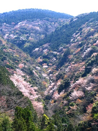 0409sakura2.jpg