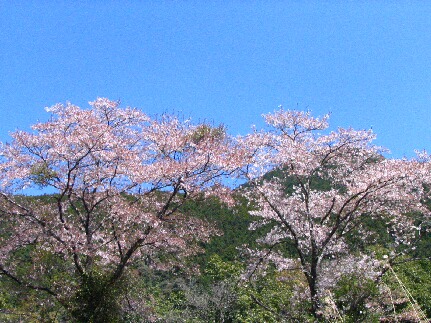 0409sakura3.jpg