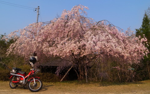 0410sakura1.jpg